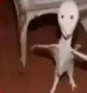 my pet